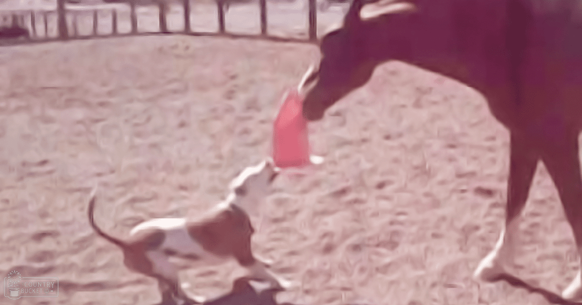 Two dogs interacting in a sandy outdoor area with bright daylight suggesting summer or spring.