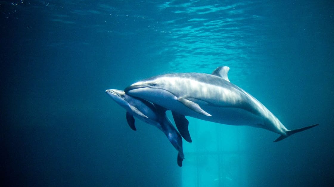 Two bottlenose dolphins in clear blue water with light filtering through from above.