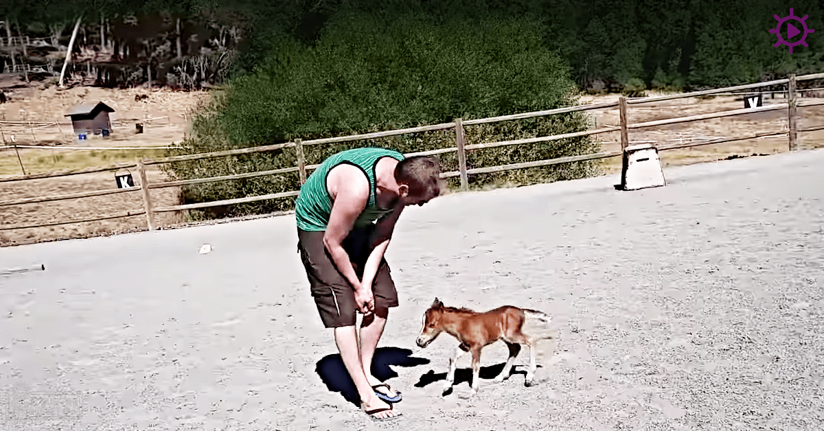 A serene moment where an adult male interacts with a juvenile horse on a farm or ranch during spring or summer.