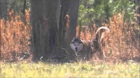A husky or similar breed dog with white fur and black markings stands in a forest setting during autumn.