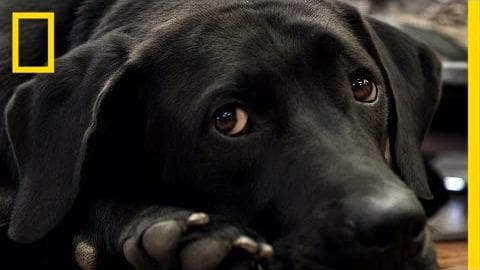 A black Labrador Retriever in an indoor setting with natural light, shadows on its fur, and a wooden floor or table beneath it.