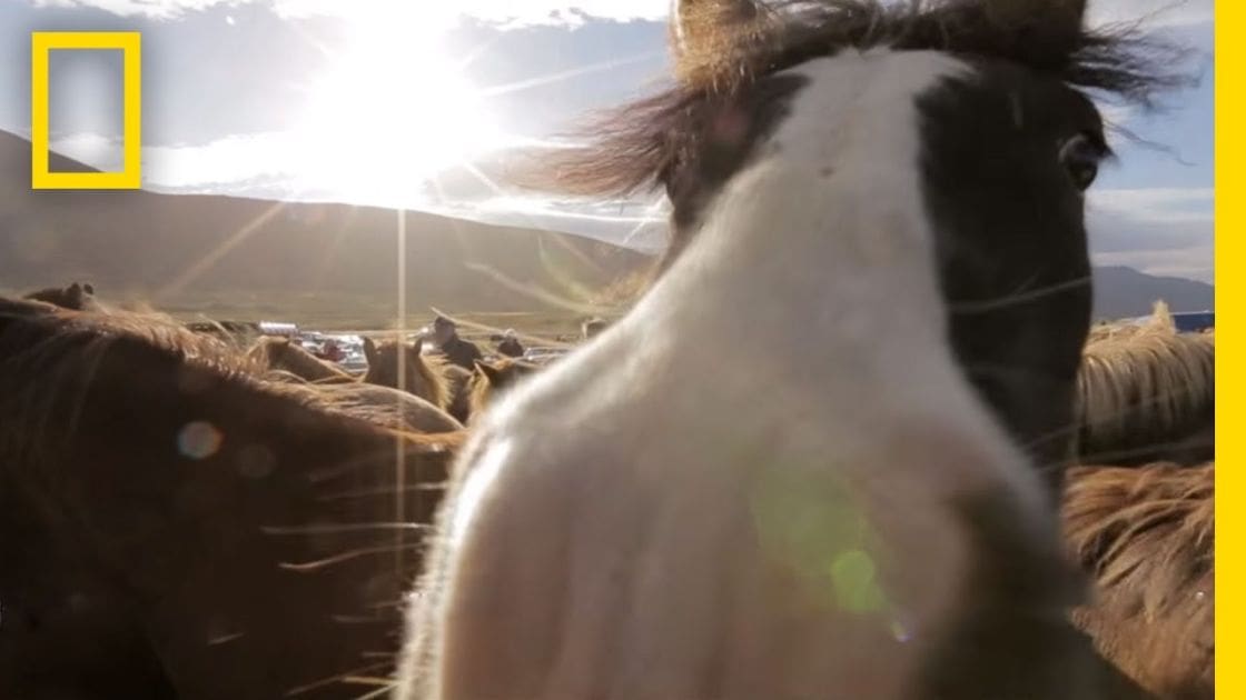 An Icelandic horse with a white and black coat, dark brown mane in an open field with mountains in the background at either early morning or late afternoon.