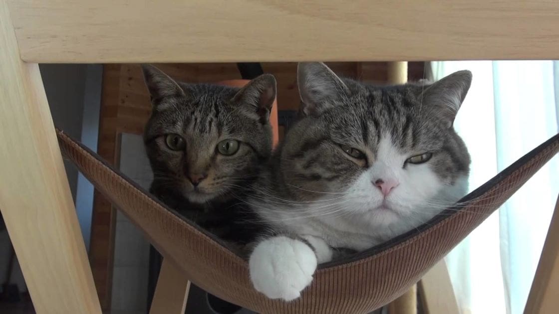 Two tabby cats with white markings rest in a hammock indoors, illuminated by natural light.
