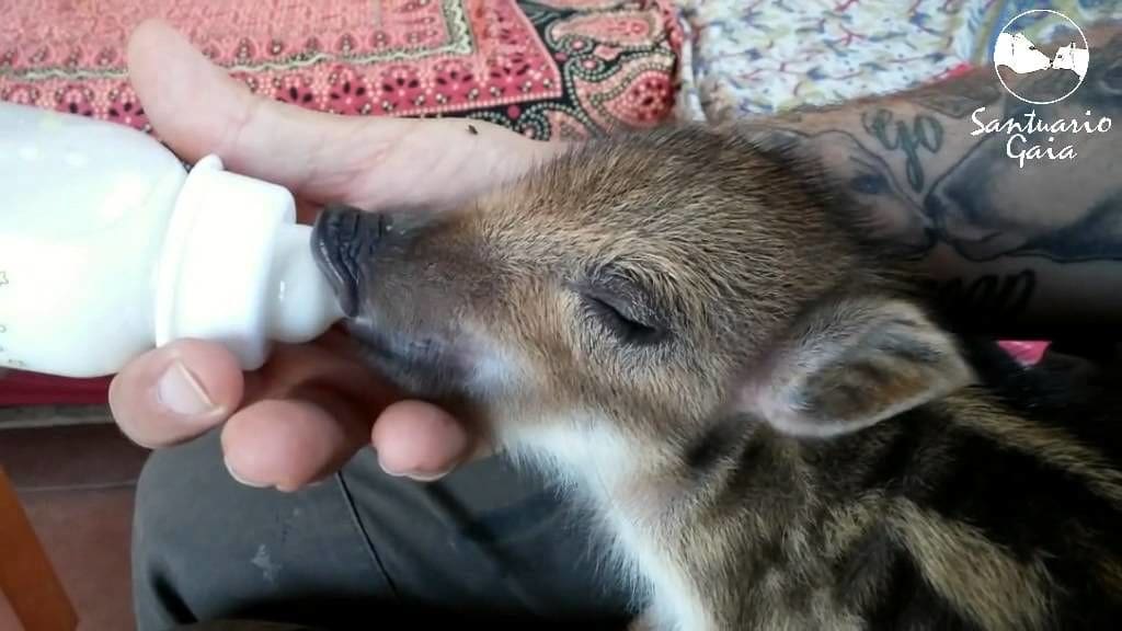 A juvenile wild boar or piglet being bottle-fed by an adult male in a patterned indoor setting with red, pink, and beige tones.
