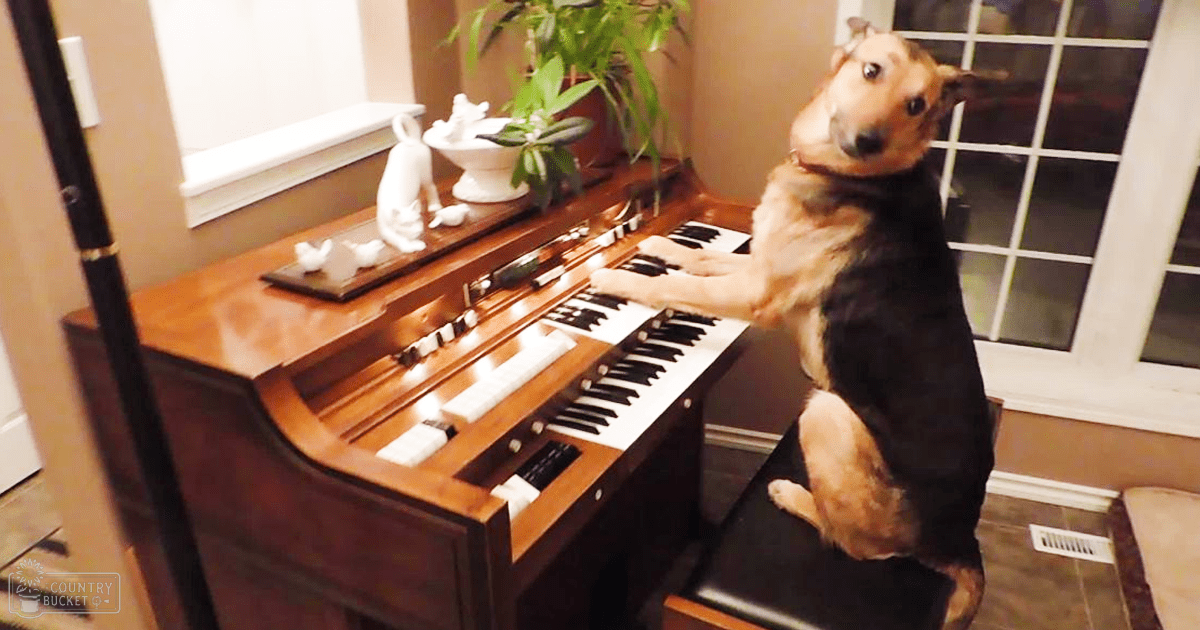 A German Shepherd mix dog playing an organ in a home setting at nighttime, with a small plant and decorative figurines atop the wooden instrument.