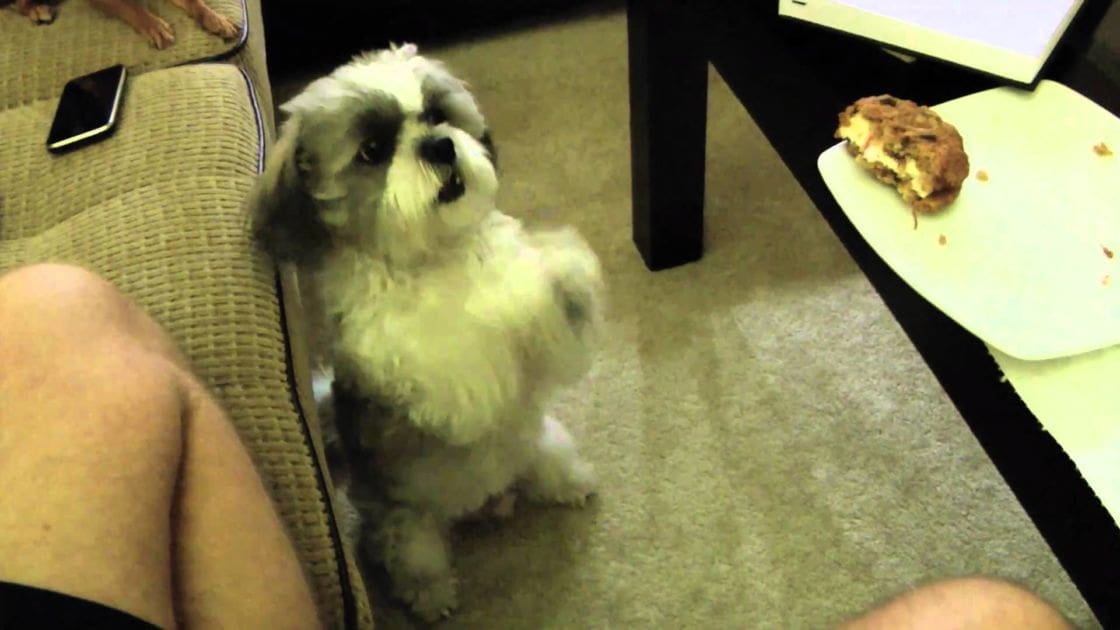A small adult Shih Tzu with black markings sits in a cozy indoor living room setting, while an adult male's legs in dark shorts and bare feet are visible in the foreground. A partially eaten cookie rests on a white plate.