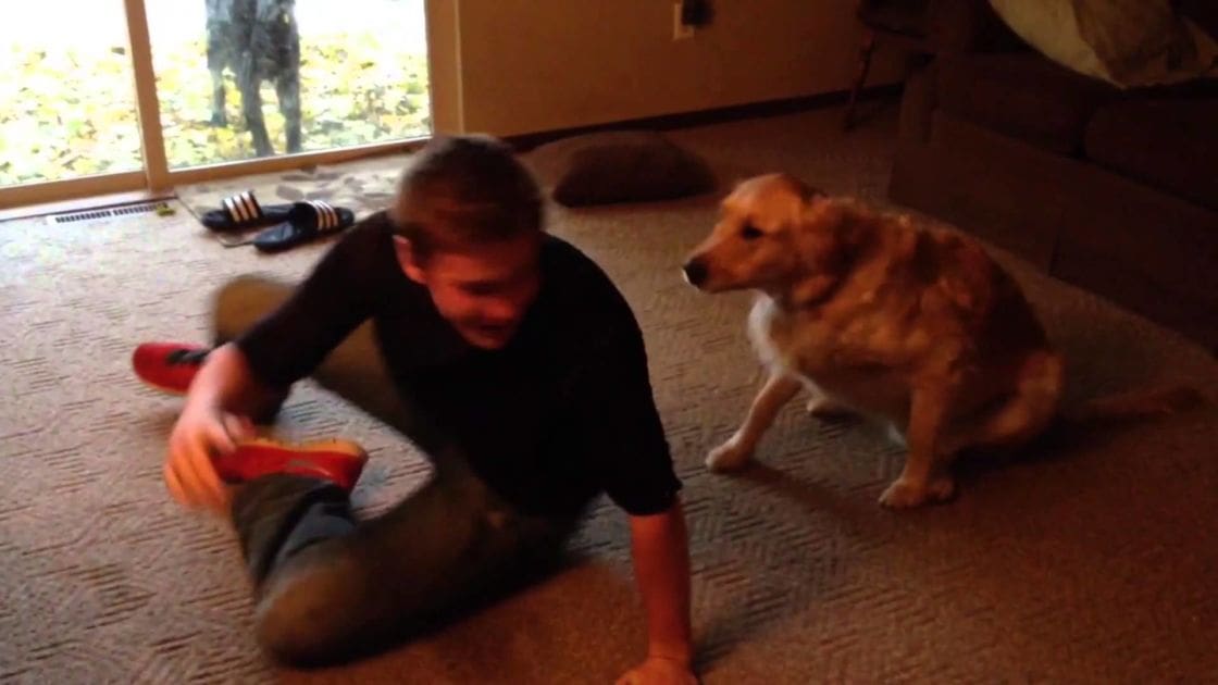 A golden retriever or similar breed dog stands indoors in a living room, surrounded by natural light and autumnal greenery.