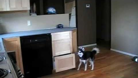 A black and white husky stands indoors on a wooden floor, surrounded by kitchen appliances and decorative items.