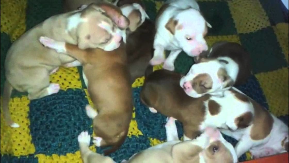 Puppies resting together on a colorful patterned blanket indoors.
