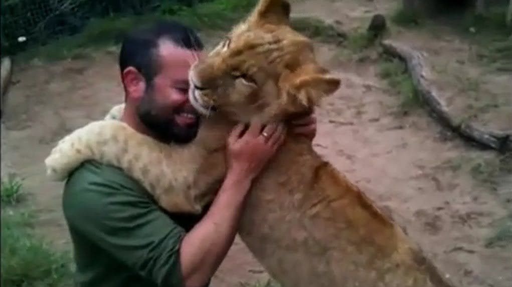 Adult male holding a lion by its neck in an outdoor enclosure with dirt and greenery, likely spring or summer.