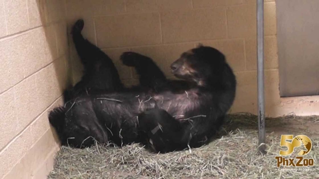 A black bear cub with dark fur lies on straw bedding in a tan-colored brick enclosure at the Phoenix Zoo, under artificial lighting.