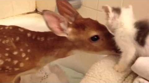 A young fawn with light brown fur and white spots stands indoors against a tiled wall, illuminated by natural daylight.