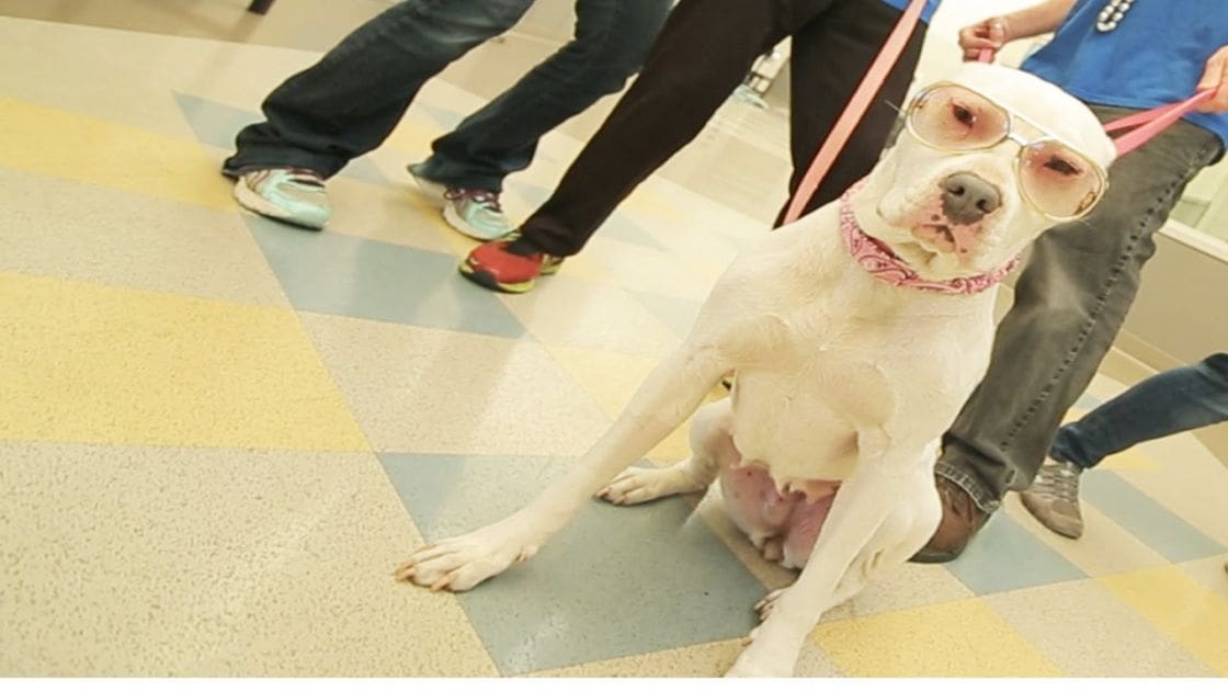 A boxer dog wearing glasses indoors with people in the background.