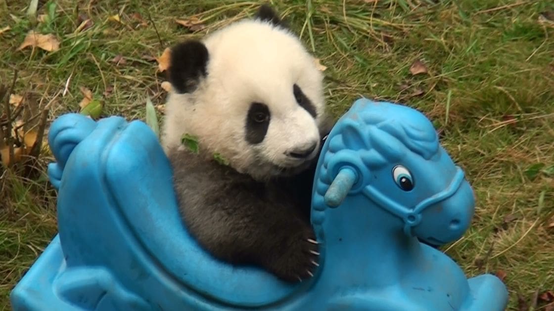 A juvenile panda cub with black and white fur sits on a blue plastic toy horse in an outdoor grassy area, likely during autumn.