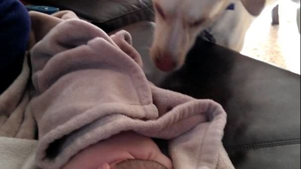 An adult dog interacting with an infant wrapped in a light pink or beige fleece blanket indoors, with soft lighting suggesting daytime.