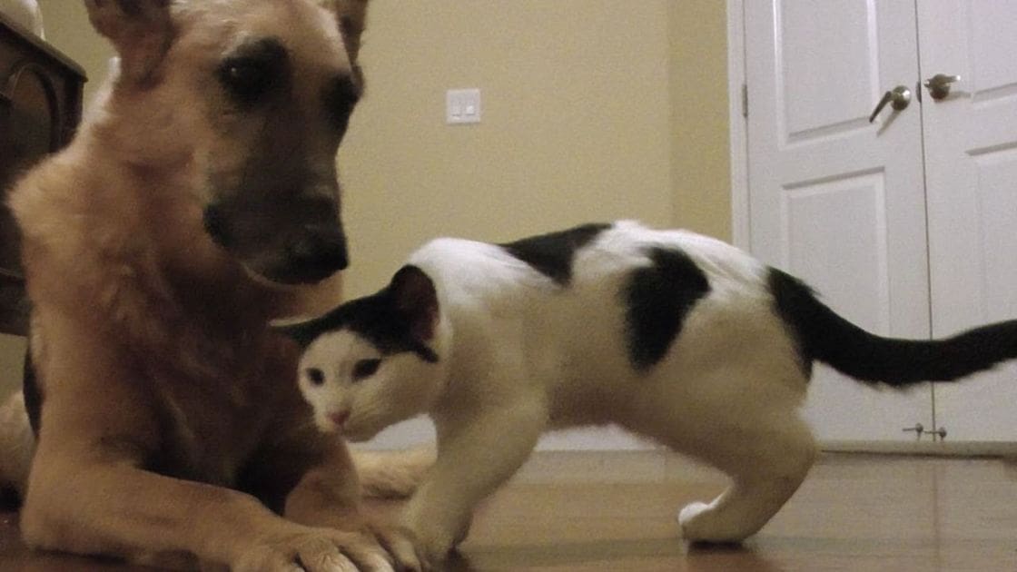A domestic short-haired cat with white fur and black markings sits indoors near a piece of furniture, possibly in a living room or kitchen area. A German Shepherd or similar breed dog stands nearby under natural daylight.