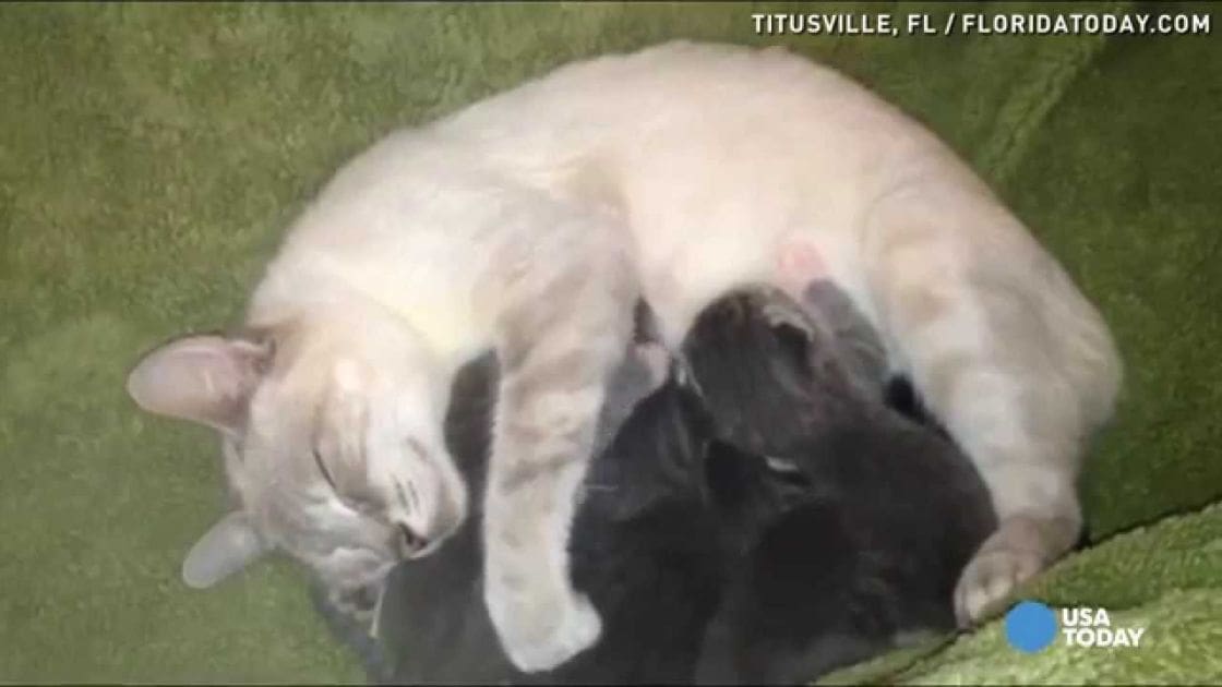 Two adult cats, one with white fur and brown markings on face and ears, another black kitten resting outdoors in Titusville, FL; lush green grassy setting, possible spring or summer day.