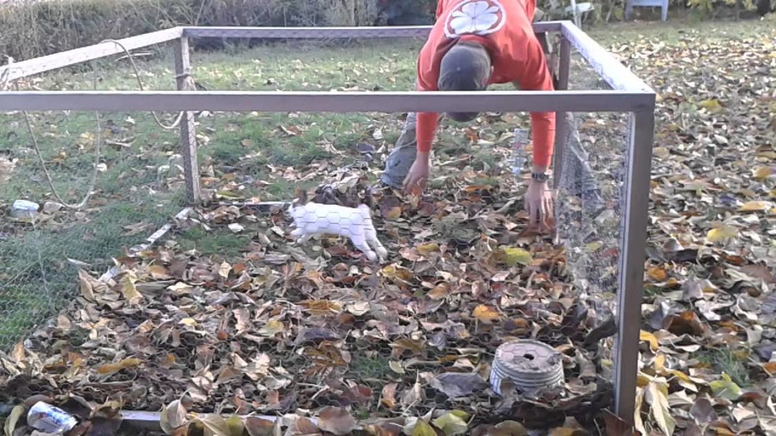 An adult male wearing an orange shirt with a white floral design interacts with a white cat in a backyard setting during autumn, with fallen leaves and grass visible.
