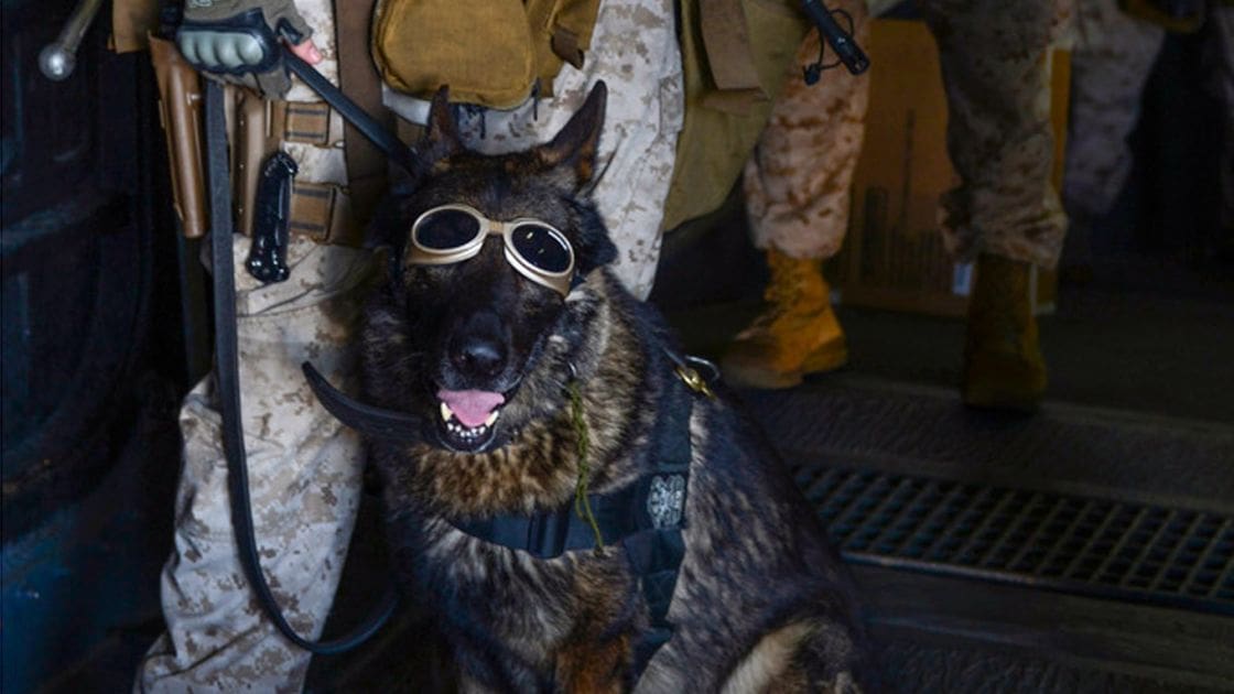 An adult male German Shepherd with dark brown and black fur markings inside an aircraft with artificial lighting.