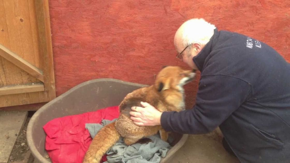 An older adult male wearing a dark blue zip-up sweatshirt holds a brownish-orange fox with white underbelly indoors, likely in a barn or stable setting.