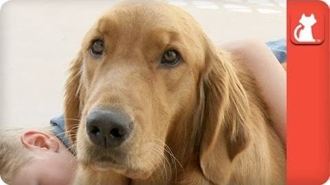 An adult Golden Retriever or similar breed dog with long, floppy ears indoors. A red vertical object is visible on the right side.
