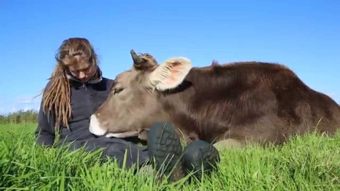 An adult male cow wearing a dark zip-up hoodie in an open field with green grass under a bright blue sky.