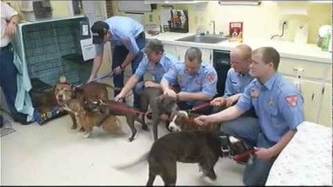 A group of firefighters interacting with dogs in an indoor fire station setting during the daytime.