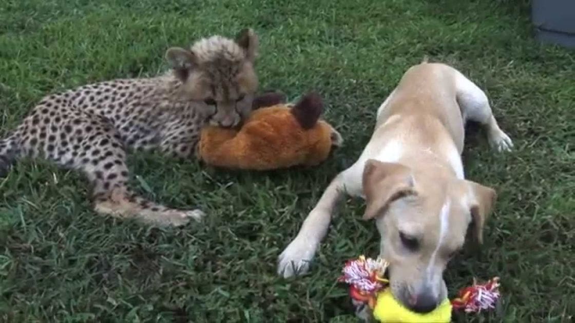 A young cheetah cub with spotted fur and a light-colored Labrador Retriever chewing on a yellow toy in an outdoor grassy area, possibly a backyard or park.