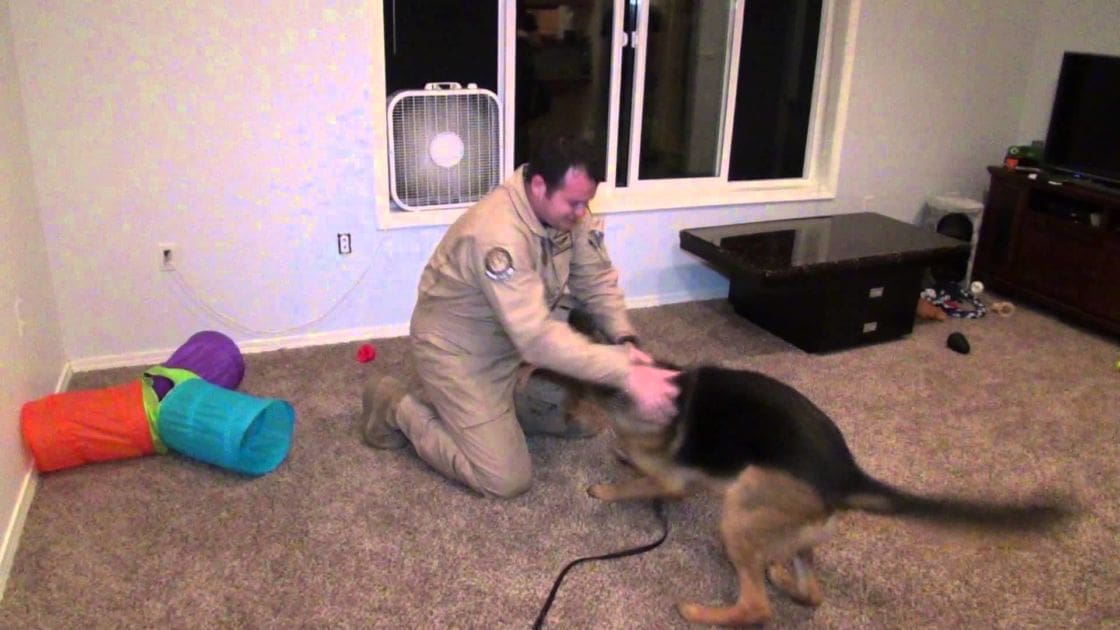An adult male interacting with a German Shepherd dog in an indoor living room setting, evening lighting, various toys visible on the floor.