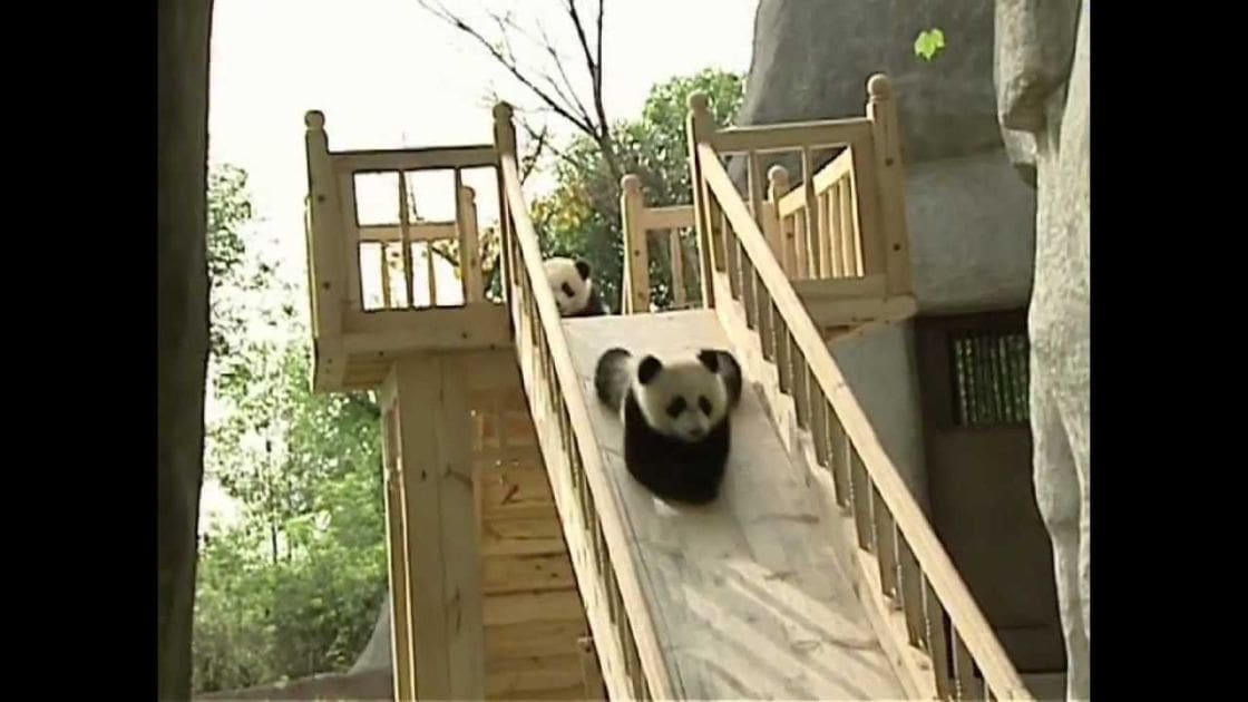 A juvenile panda bear sliding down a wooden slide in an outdoor zoo enclosure during spring or summer with green foliage.