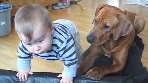 A Rhodesian Ridgeback adult dog with a distinctive coat pattern indoors, interacting with an infant in a home setting. The scene includes furniture and home decor elements.