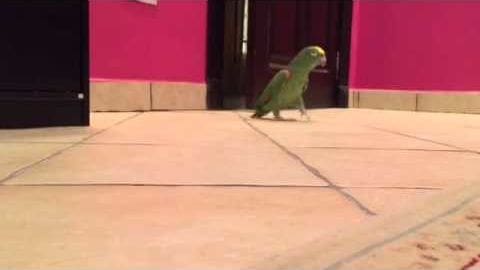 Adult parrot with green feathers and a yellow head, outdoors in front of a building with a pink facade during daytime