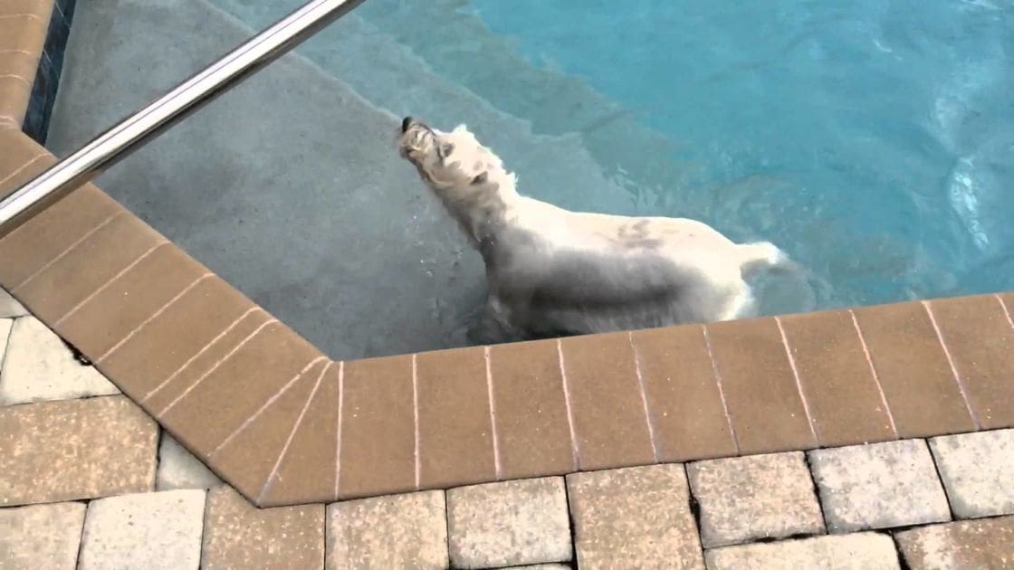 A white Labrador Retriever mix dog with darker patches stands near a poolside area with tiled edges and metal handrail, surrounded by blue water and beige-brown tiles. The scene suggests an outdoor daytime setting.