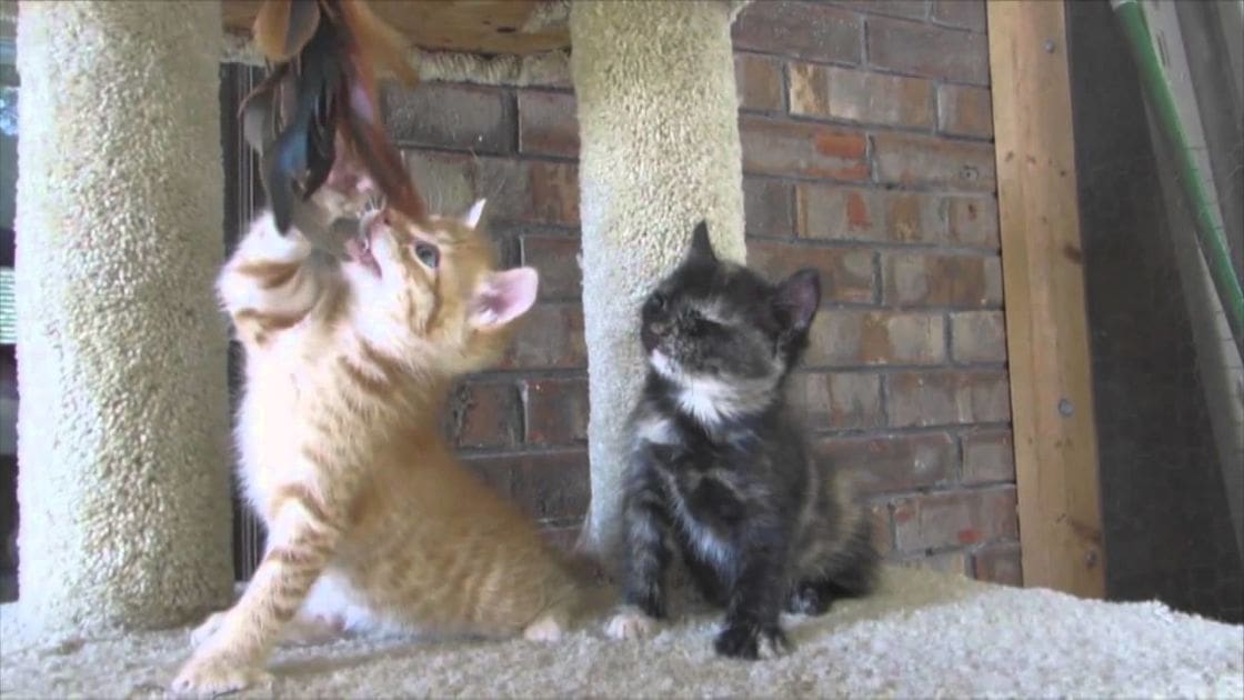 Two ginger tabby and black and white kittens with white chest and paw markings indoors against a backdrop of an exposed brick wall and wooden beams.
