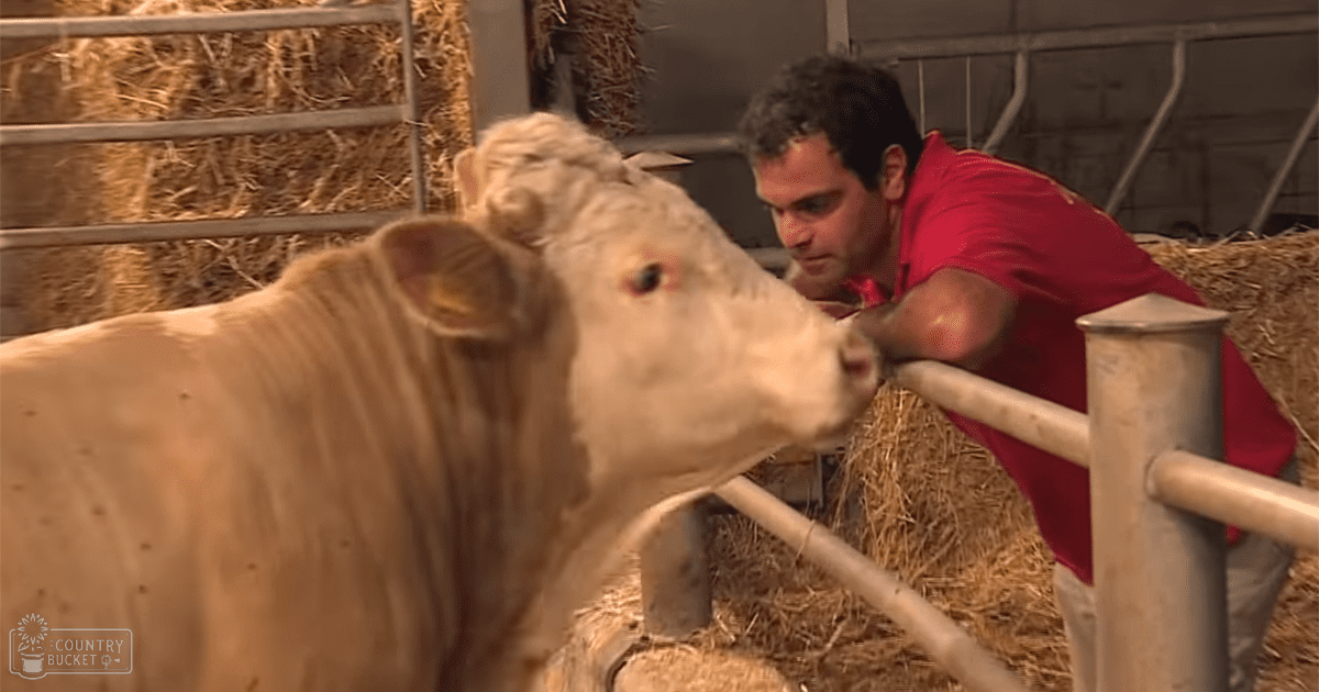 An adult male in a red polo shirt stands beside a cow inside an indoor barn with metal railings and hay bales.