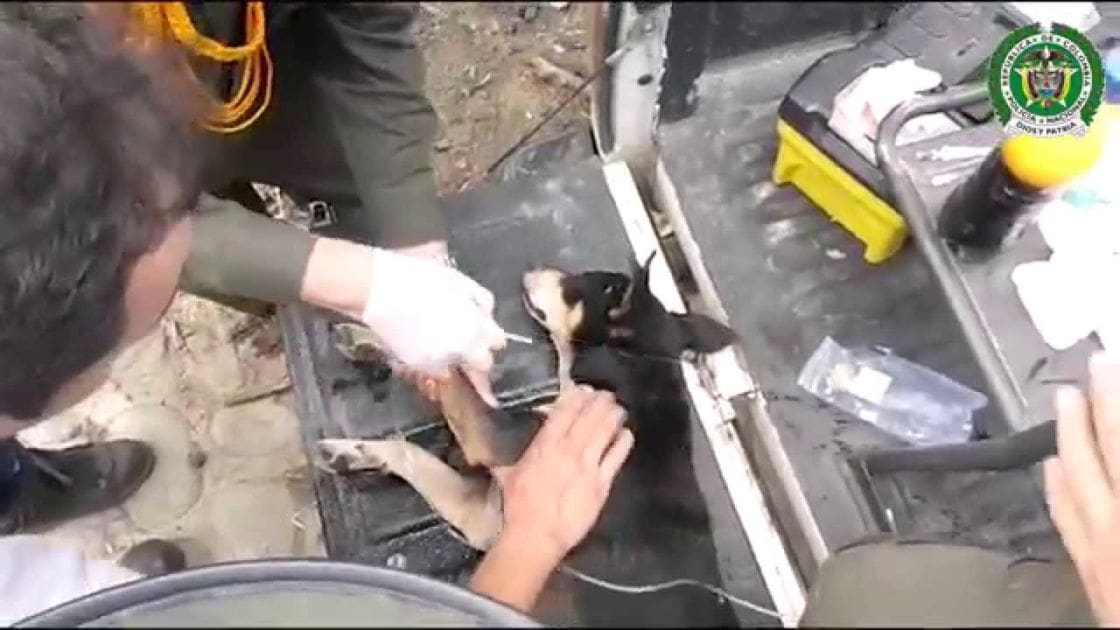 A Chihuahua with white markings being examined or treated by two adults, possibly outdoors near a vehicle.