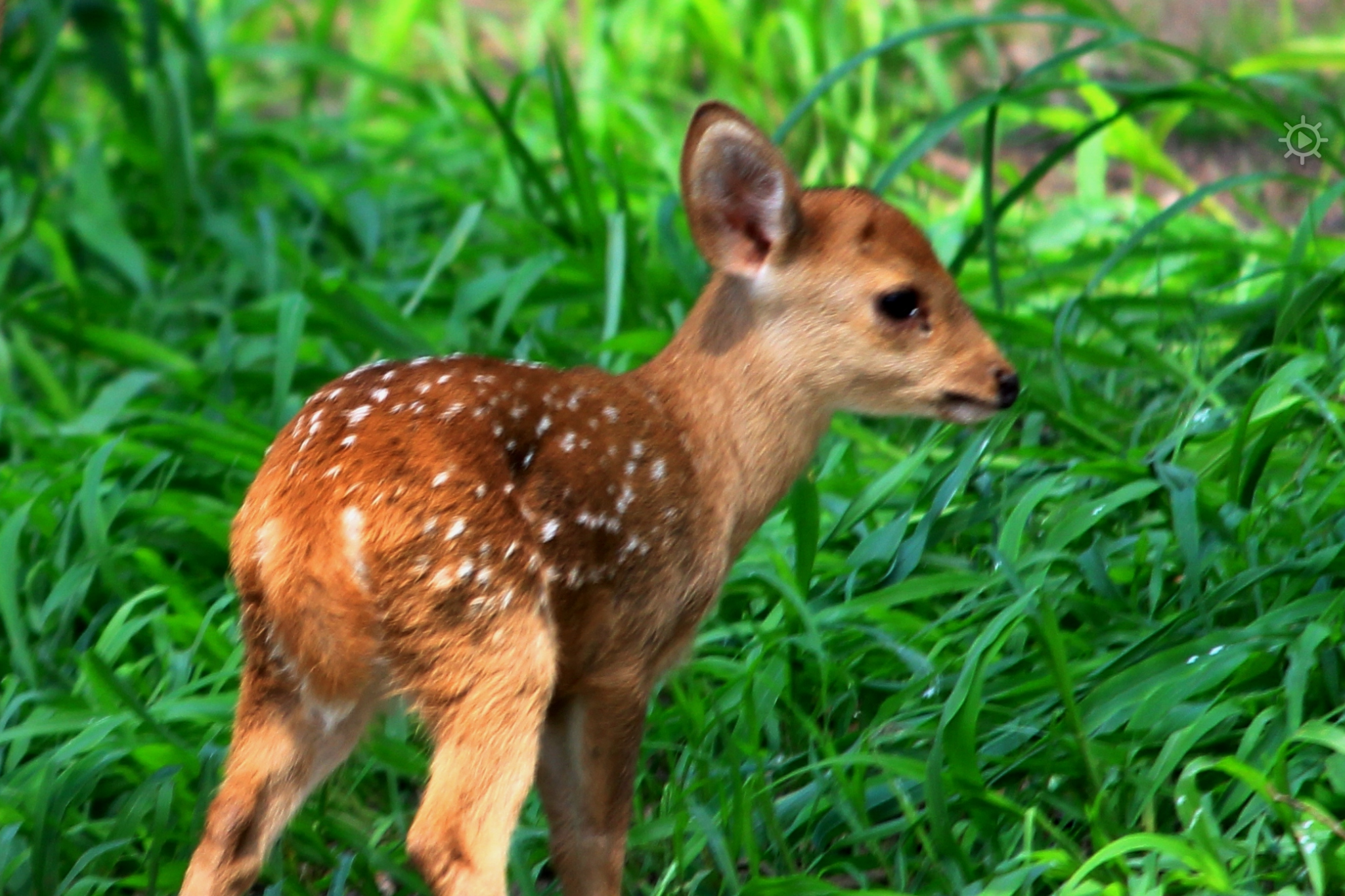 A juvenile fawn with light brown fur and white spots stands in a lush green grassy area during what appears to be spring or summer, bathed in natural daylight.