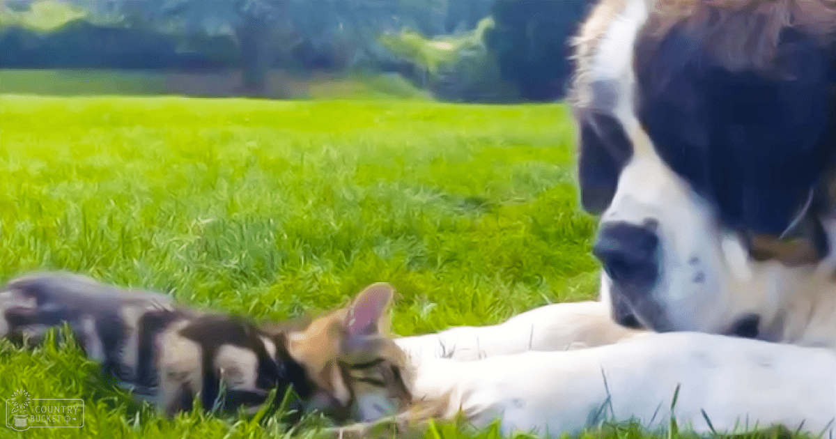 An adult golden retriever or similar breed dog lying in a grassy field with a Holstein cow nearby, surrounded by trees under natural daylight.