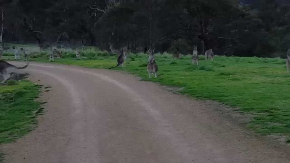 Several adult kangaroos with brown and gray coats and white bellies in a rural area with dirt roads, trees, and grassy surroundings under soft early morning or late afternoon light.