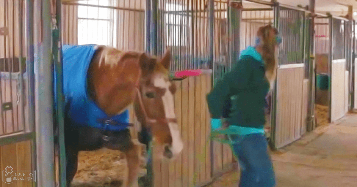 An adult female in a dark green jacket and blue jeans interacts with a brown draft horse inside an indoor stable, surrounded by grooming equipment and hay. The setting suggests daytime natural light illuminating the wooden walls and metal bars of the stall.