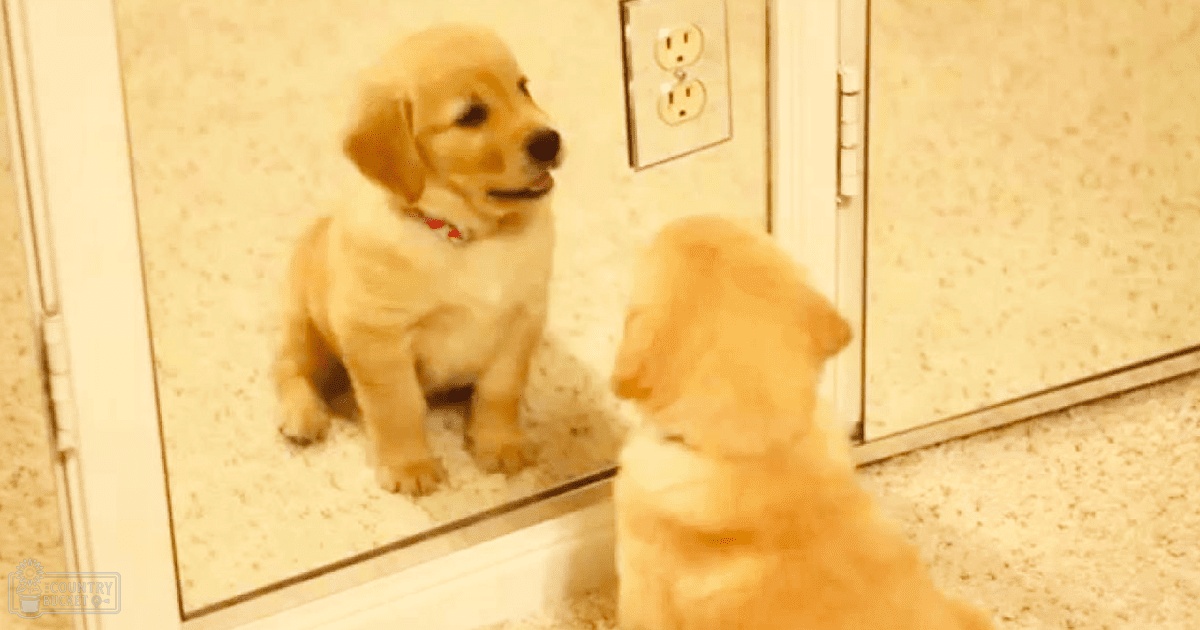 A golden retriever puppy with light brown fur examines its reflection in a mirror indoors.