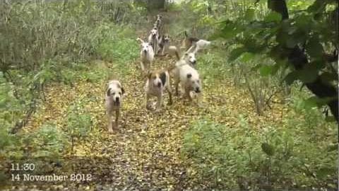 Several white dogs with black markings in a forested area, likely puppies on November 14, 2012.
