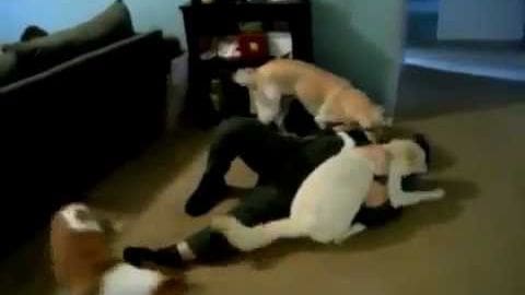 Four cats in an indoor setting, interacting and exploring their environment; light brown coat cat, tabby with dark stripes, cream-colored calico, white and black coat cat, dark wooden furniture, couch partially visible.