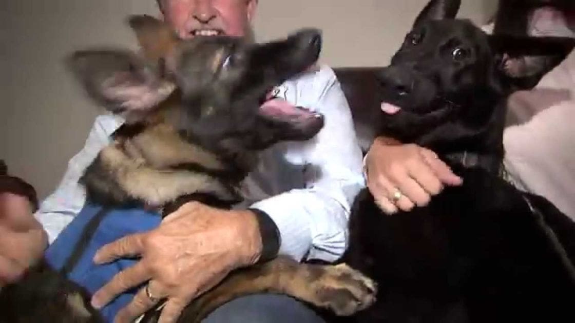 An adult male holding two German Shepherd puppies in an indoor home setting with neutral-colored walls and artificial lighting.