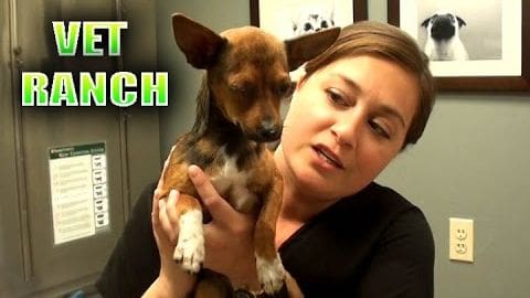 An adult female holds a small Chihuahua mix with pointed ears at an animal clinic. Neutral tones paint the walls, and artificial lighting illuminates the space.