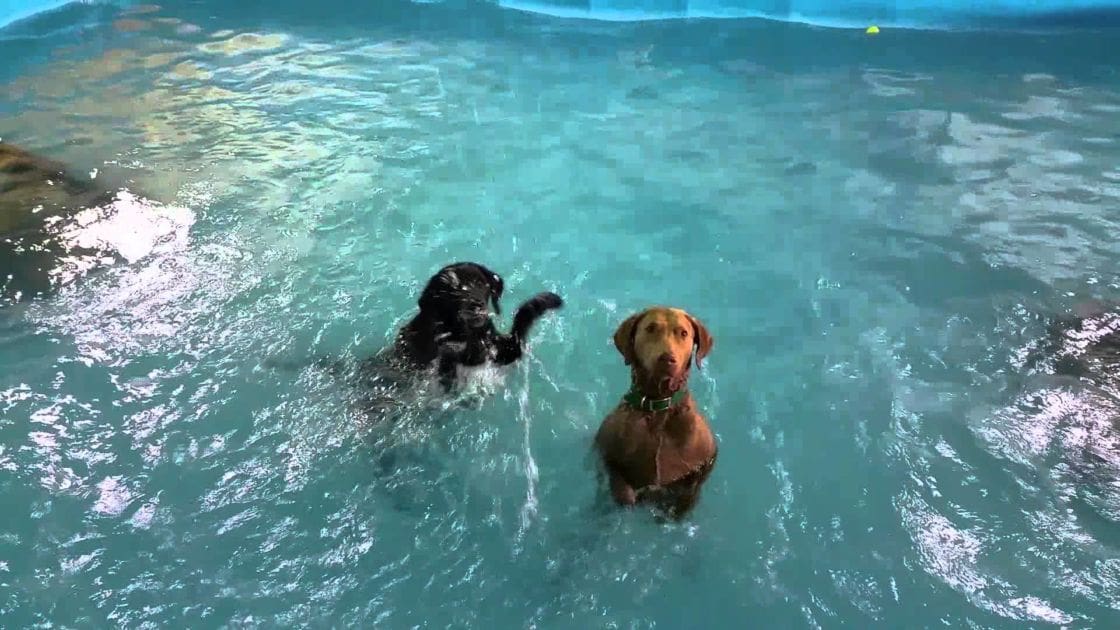 Two adult dogs, a black one with white chest and paws, and another brown dog wearing green collar, in an indoor swimming pool setting.