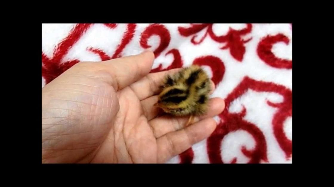 A small, fluffy yellow chick with black markings sits against a red and white patterned fabric backdrop. The setting is indoors under even lighting.