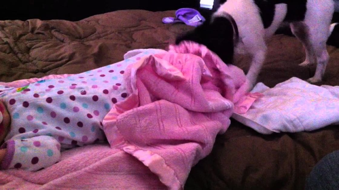 An infant or toddler in pink polka dot pajamas lying under a blanket with a black-and-white Boston Terrier dog nearby, indoors at evening or nighttime lighting.