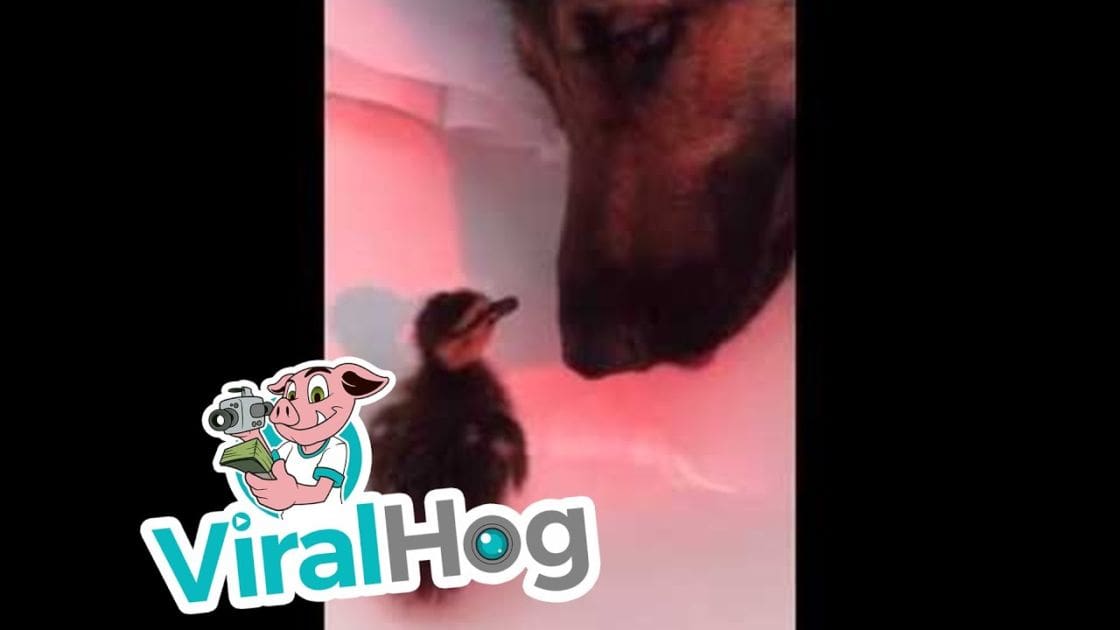 A small duckling interacting with an adult dog in a home setting.