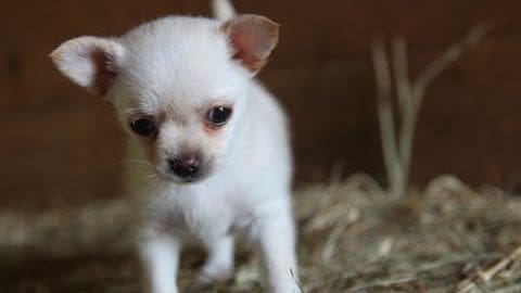 A small white Chihuahua puppy indoors with a neutral-colored wall and hay or straw in the background.